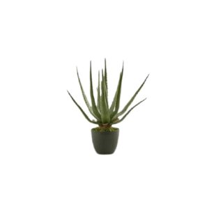 Pianta Aloe Chic | EDG