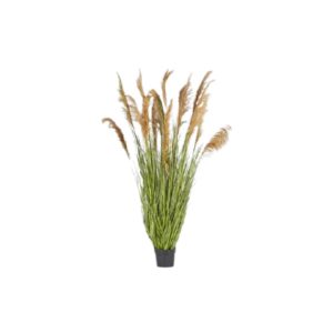Pianta Festuca Donax | EDG